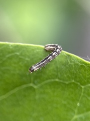 Hydriomena furcata