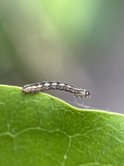 Hydriomena furcata