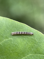Hydriomena furcata