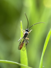 Limneriini