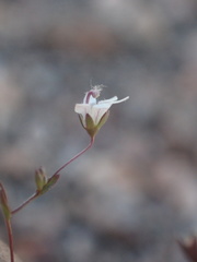 Nemacladus parikhiae