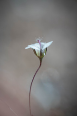 Nemacladus parikhiae