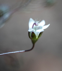 Nemacladus parikhiae