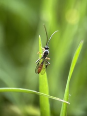 Limneriini