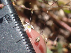 Nemacladus parikhiae