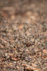 Nemacladus parikhiae