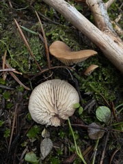 Lentinellus montanus