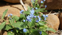Brunnera orientalis