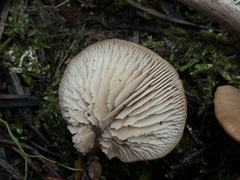 Lentinellus montanus