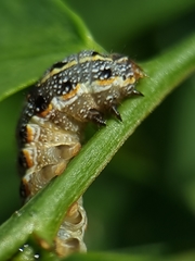 Spodoptera