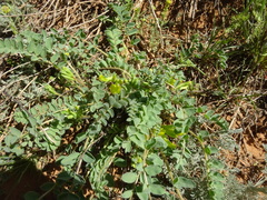 Astragalus longipetalus
