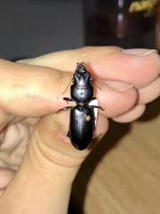 Scarites vicinus