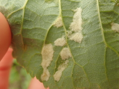 Eriophyes exilis
