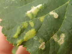 Eriophyes exilis
