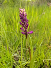 Anacamptis palustris