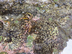 Dodecaceria fewkesi