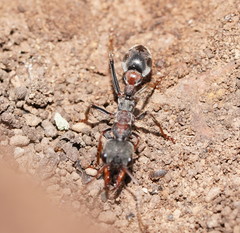 Myrmecia pulchra