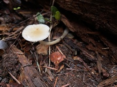 Mycena overholtsii