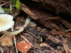 Mycena overholtsii