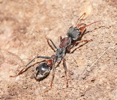 Myrmecia pulchra