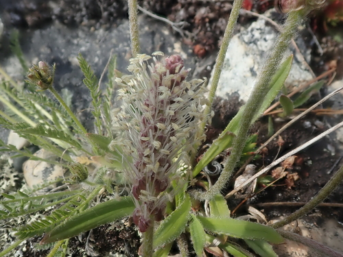 Image of Plantago canescens by (c) F Quiec, some rights reserved (CC BY-SA)