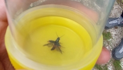 Cordylepherus viridis