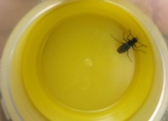 Cordylepherus viridis