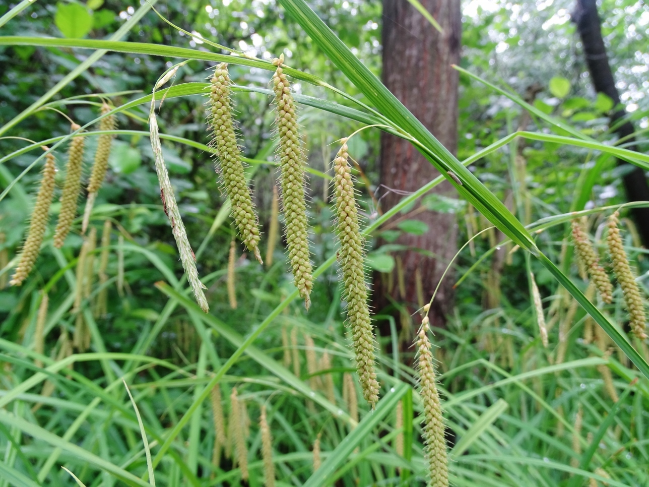 Carex crinita var. crinita