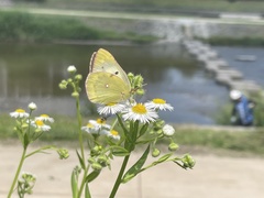 Colias poliographus