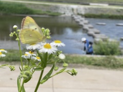 Colias poliographus