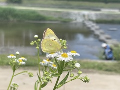 Colias poliographus