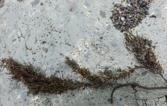 Stephanocystis geminata