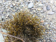 Stephanocystis geminata