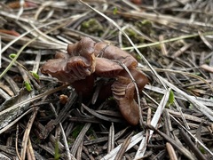 Pseudoomphalina angelesiana