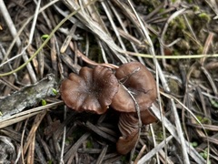 Pseudoomphalina angelesiana