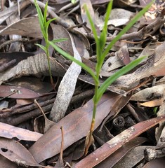 Pterostylis chlorogramma