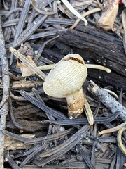 Pholiota nubigena