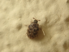 Anthrenocerus australis