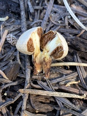 Pholiota nubigena