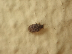 Anthrenocerus australis