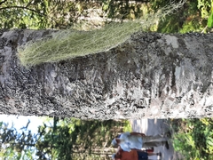 Usnea subgracilis