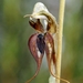 Pterostylis lingua - Photo (c) 
Reiner Richter, some rights reserved (CC BY)