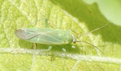 Orthotylus marginalis