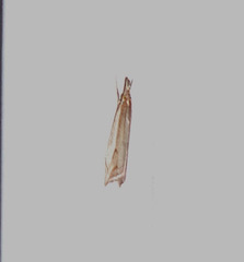 Raphiptera argillaceellus