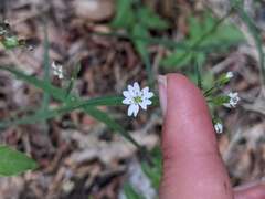 Pseudostellaria