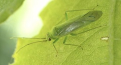 Orthotylus marginalis