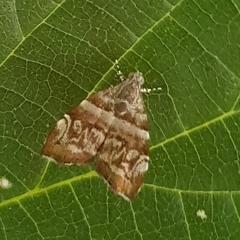 Choreutis periploca