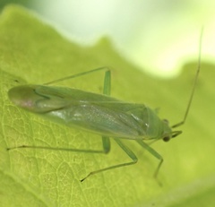 Orthotylus marginalis