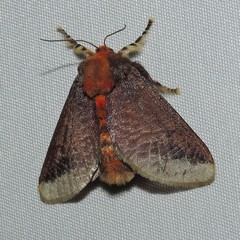 Doratifera oxleyi
