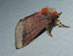 Doratifera oxleyi